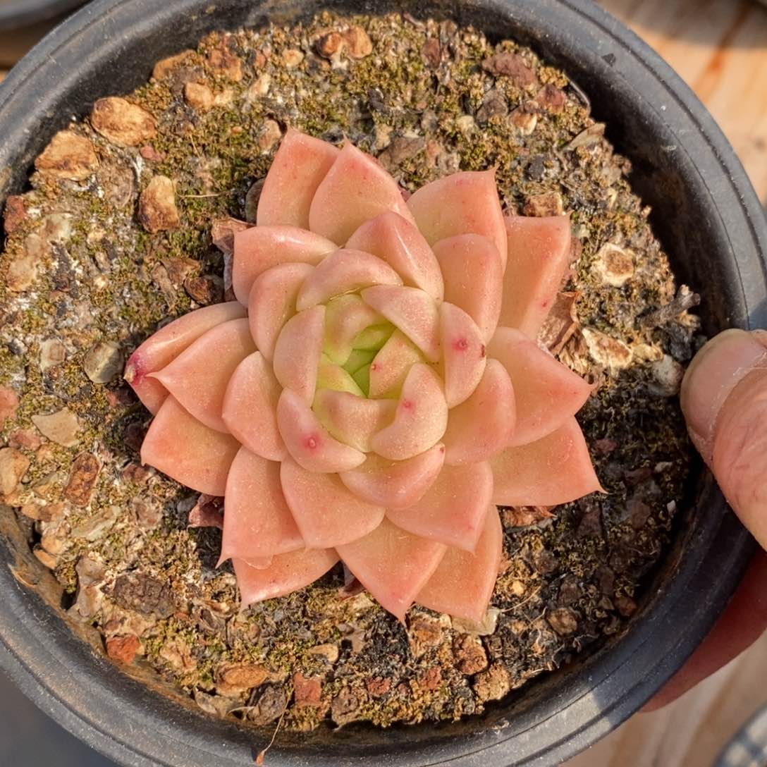 精品多肉一物一拍不包整127