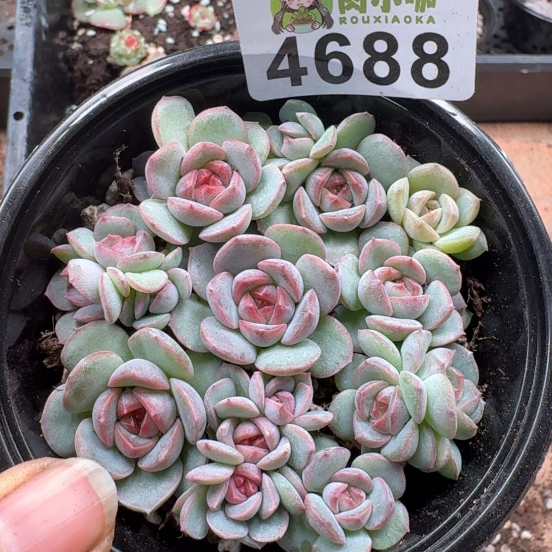 多肉植物多肉植物