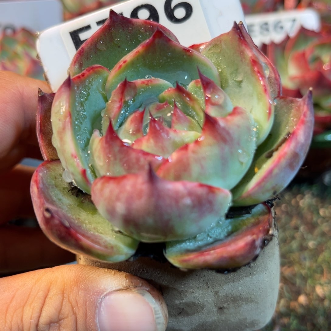 惊鸿一瞥796号多肉