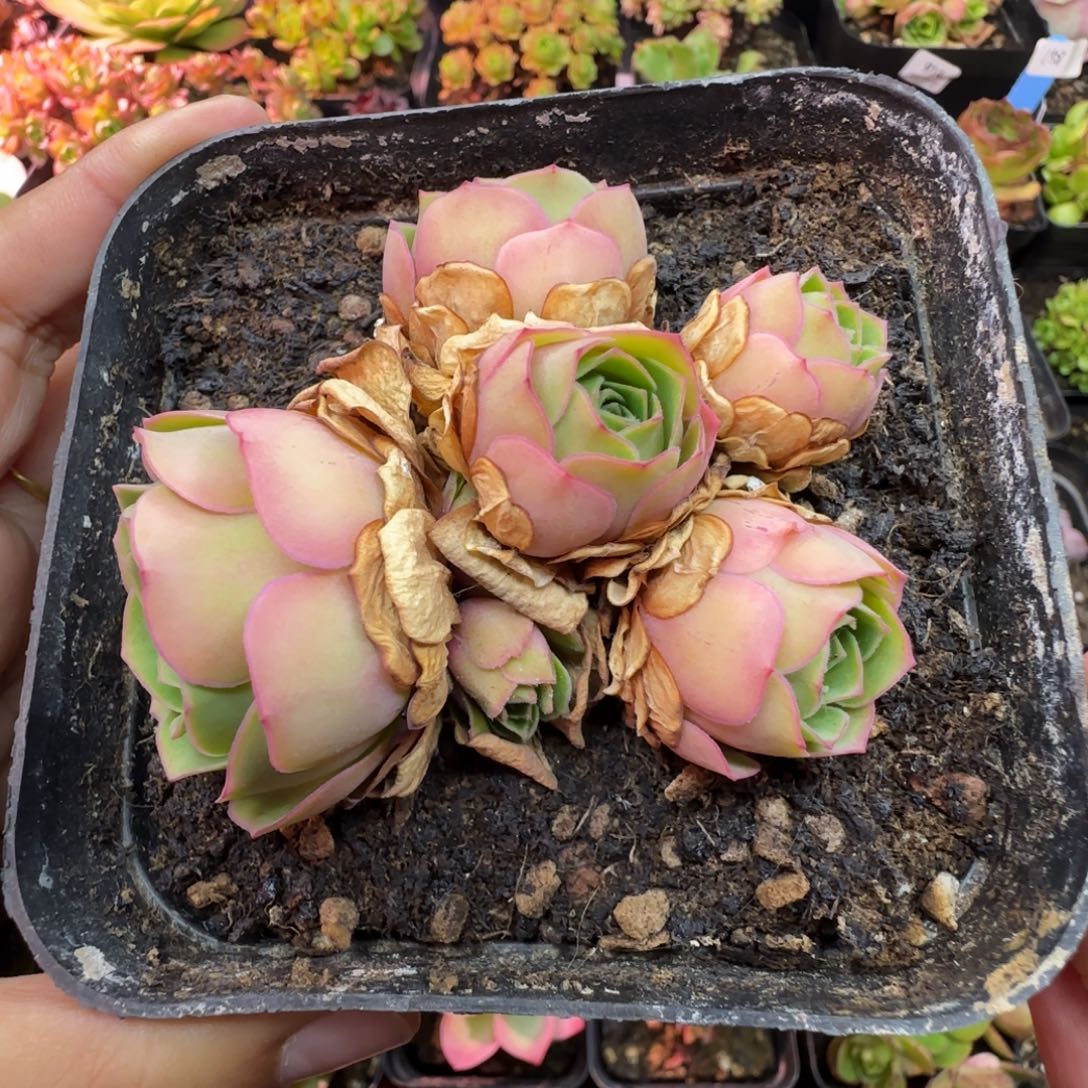 还****L614半城玫瑰不知名不含盆土