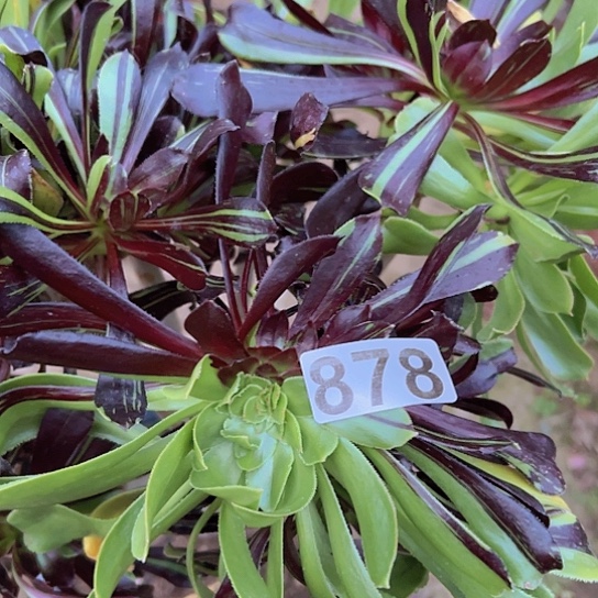 农***民多肉植物一个水膜丹青