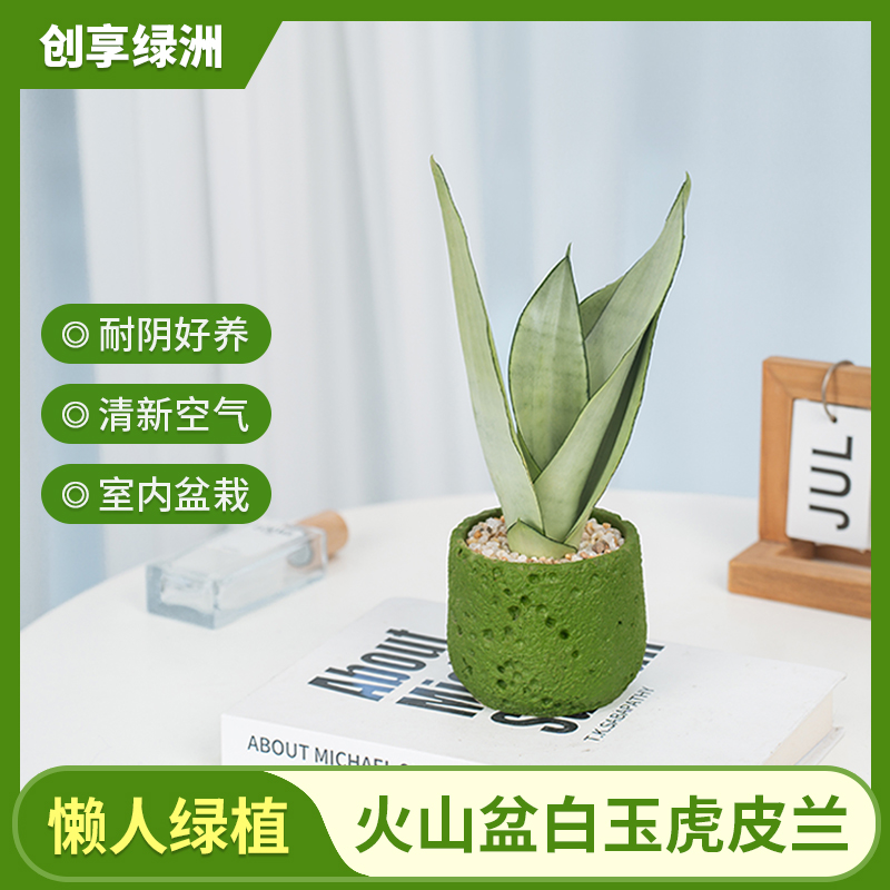 白玉虎皮兰盆栽室内客厅文艺办公室桌面花卉迷你绿植带盆种好发货