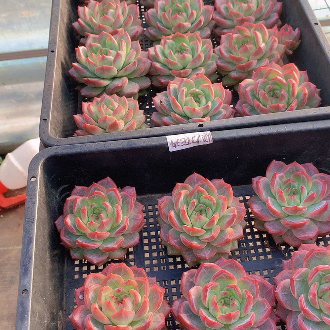 大号红鸾456788990000