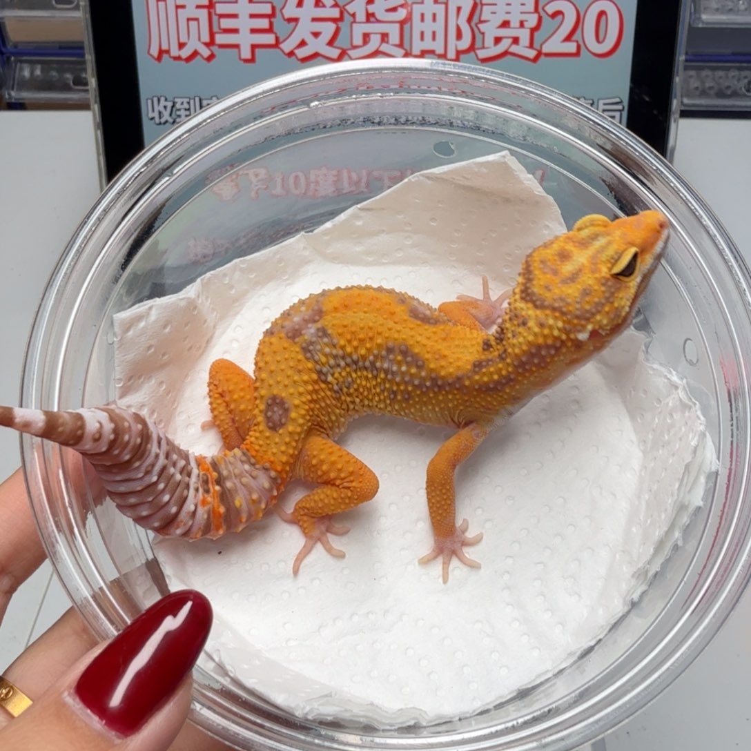 豹纹守宫贝尔妹妹