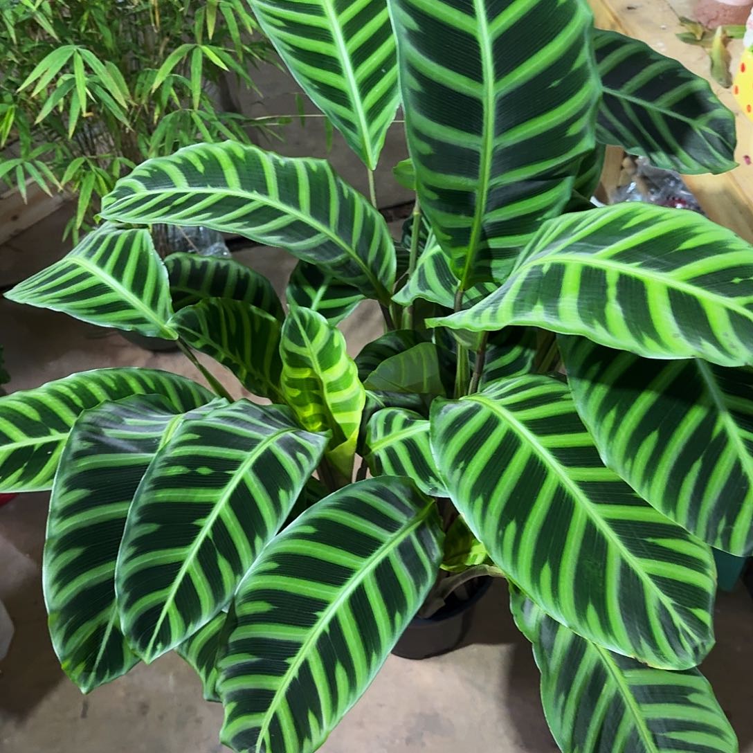 完全开放孔雀竹芋加天鹅绒