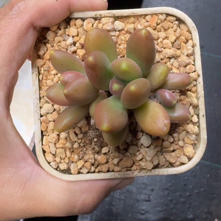 金吉拉 3头 一物一拍