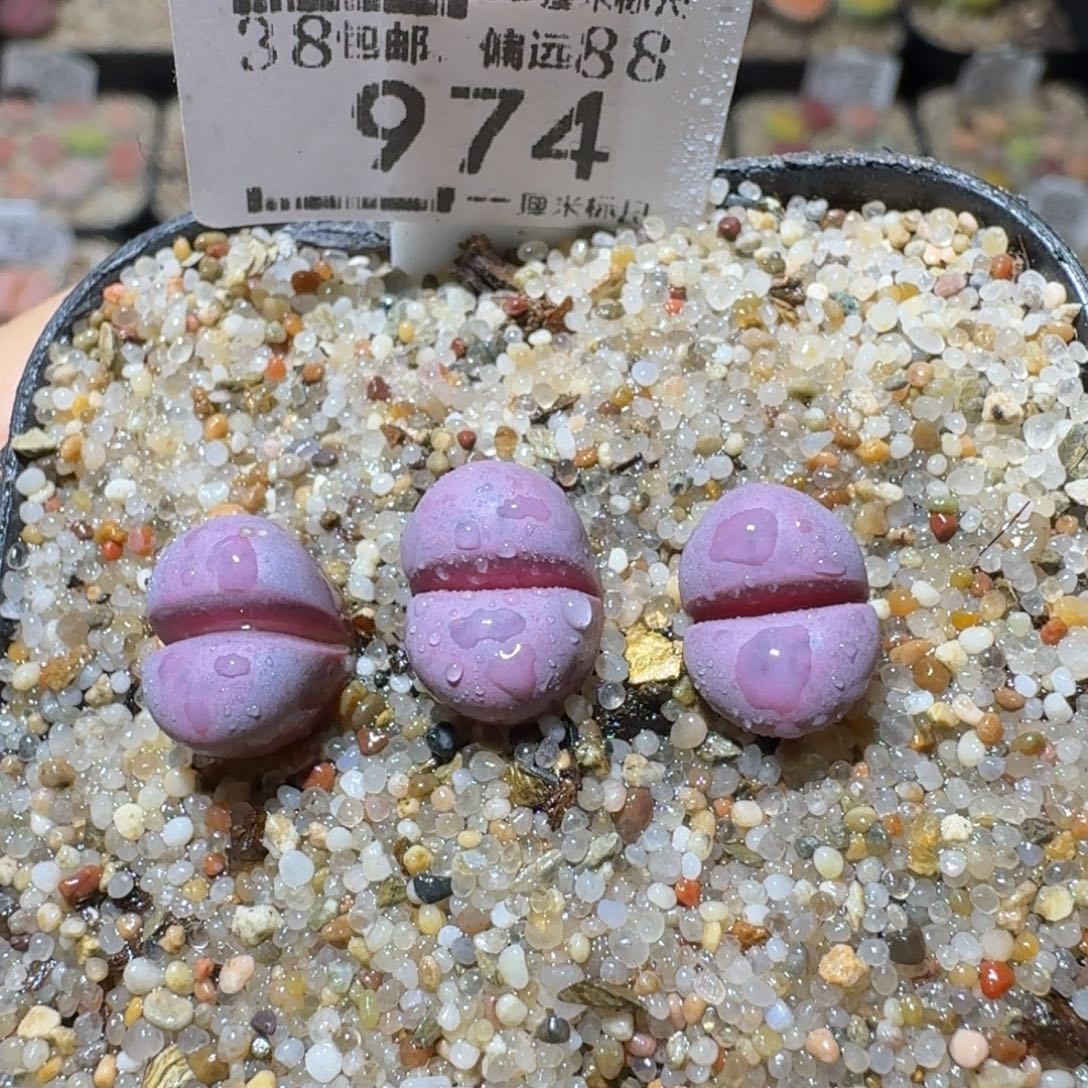 Sss清仓出了清清清974