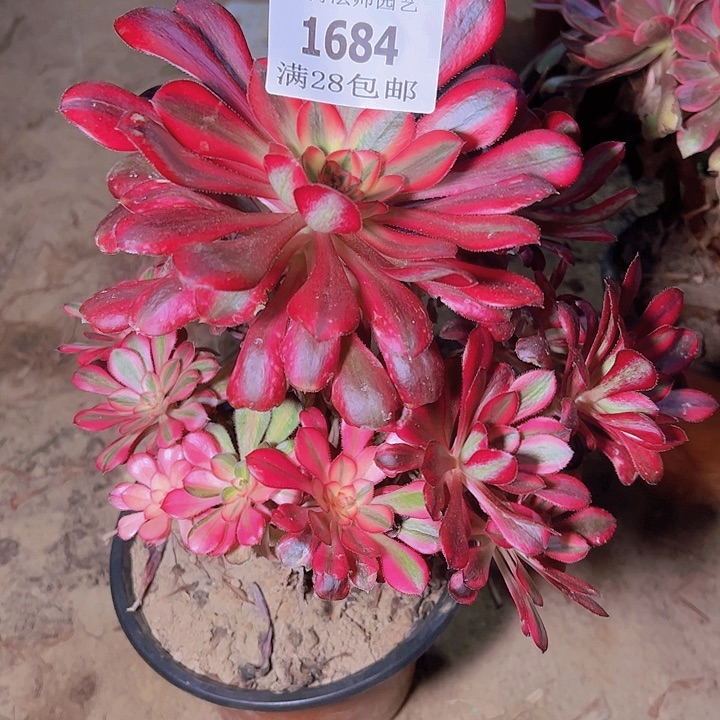 1684香奈儿多肉植物保护2号