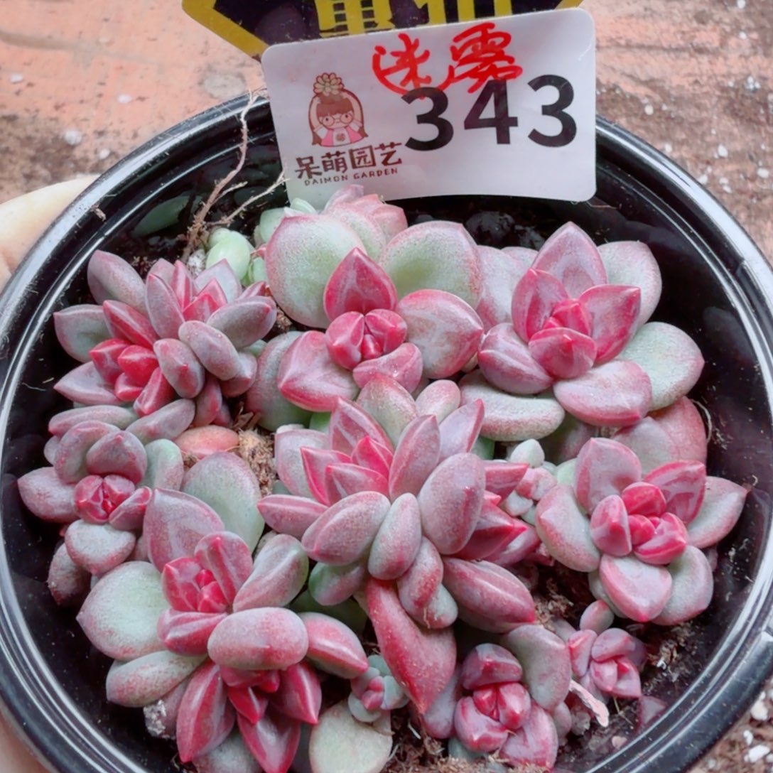 多肉植物多肉植物