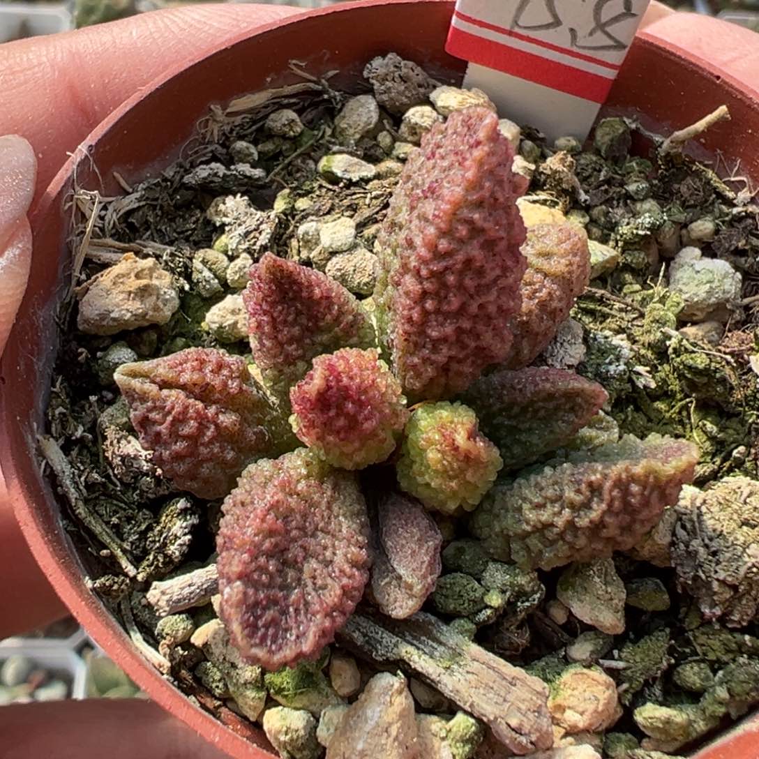 实生新品多肉植物水泡