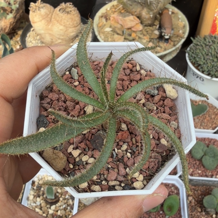 鱿鱼（满28包邮）仙人球