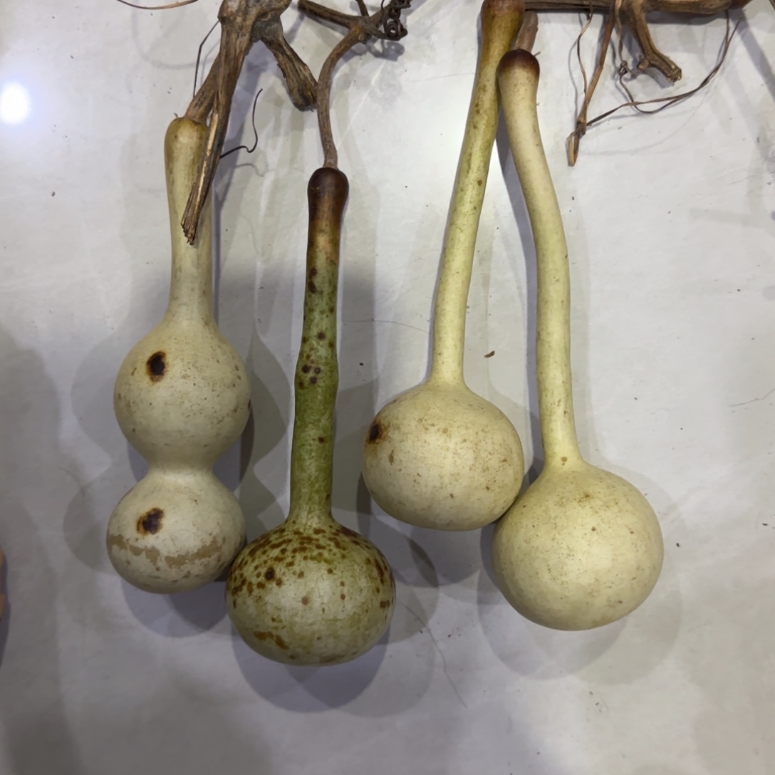 E***棒葫芦青皮不包成 青皮不包成