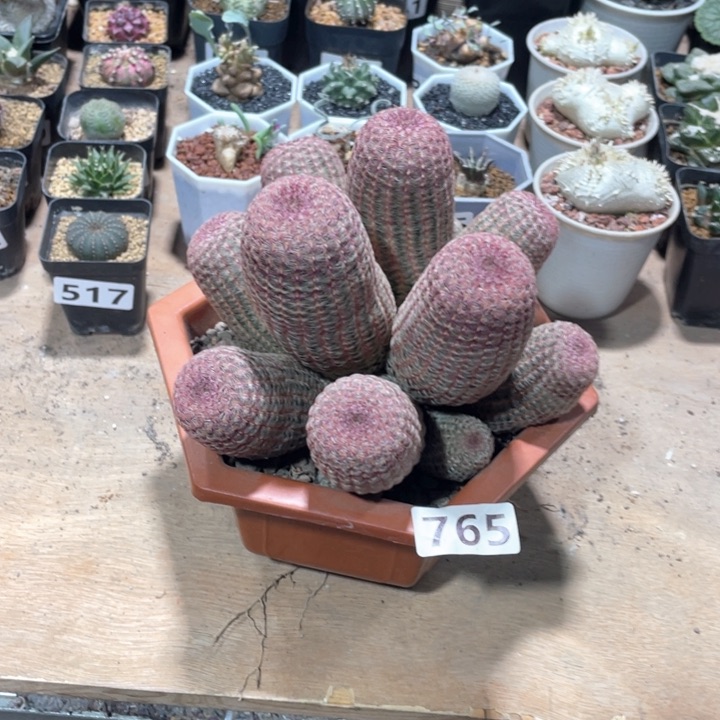 765超大红太阳多头