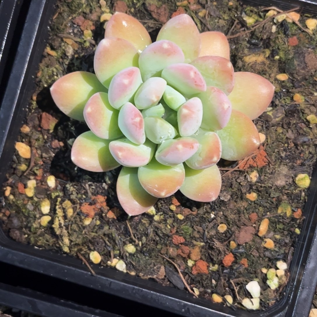 冰河时界 发单头 尺寸7