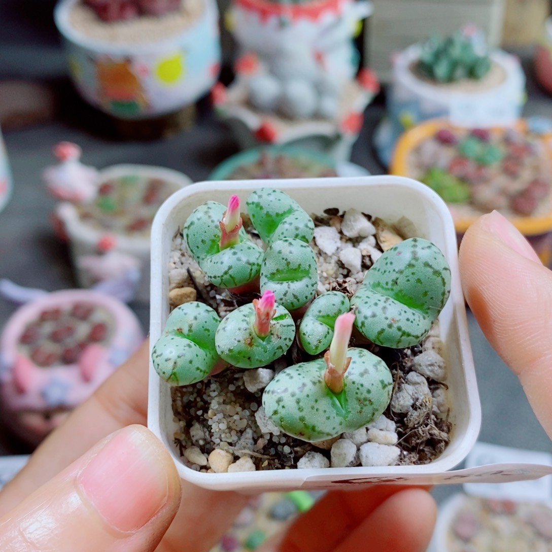 樱****生石花花花花花805