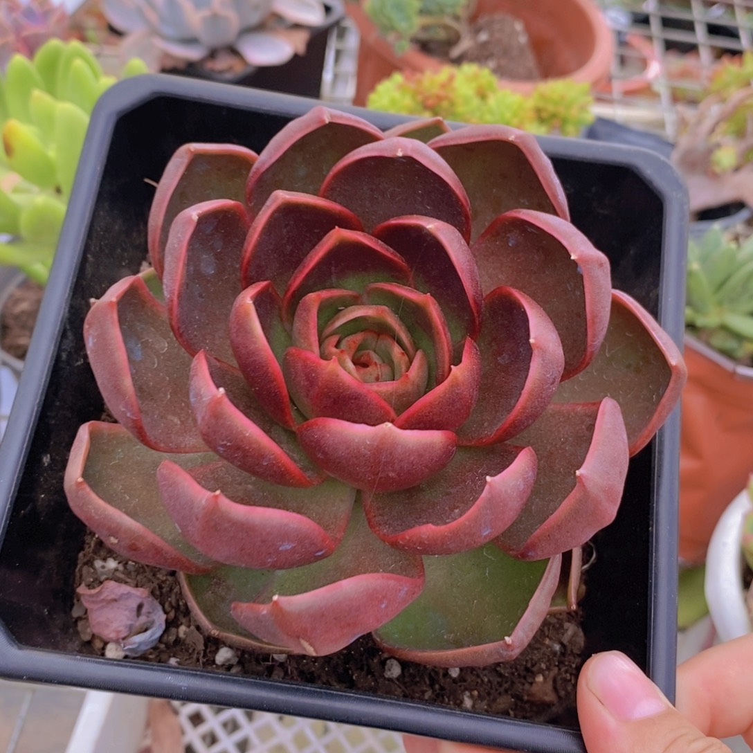 红灯大单头老桩多肉