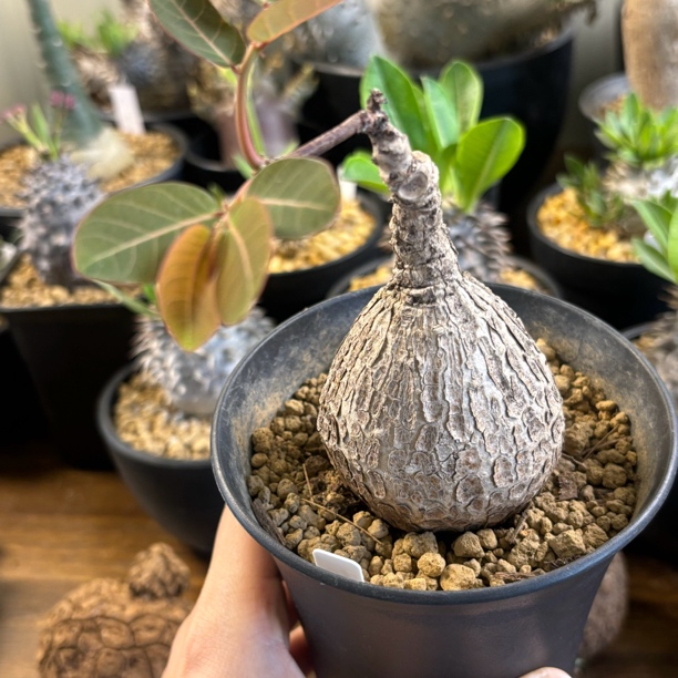 实生奇异油柑 老狼专拍 多肉一物一拍