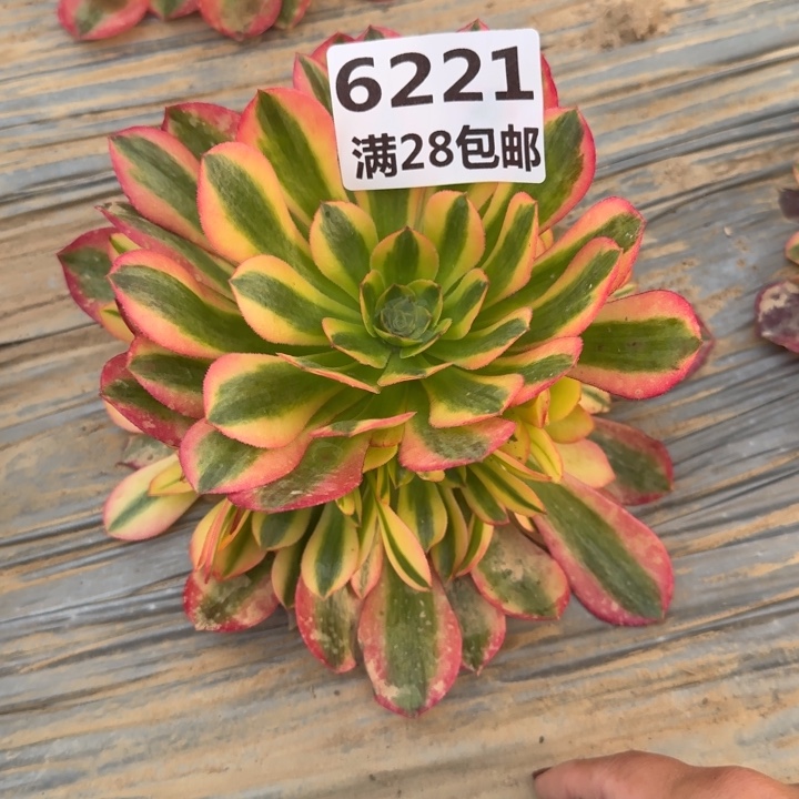 6221一号棚黄体女巫多肉F