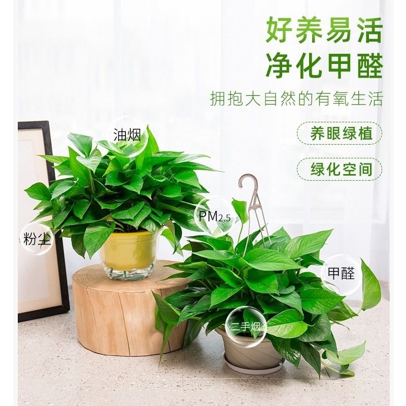 绿萝盆栽室内好养吸除甲醛净化空气水培土培绿箩绿植花卉