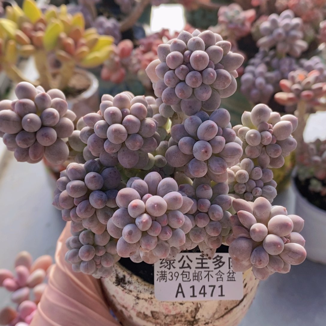 小球香水手指奶12cm1471多肉植物