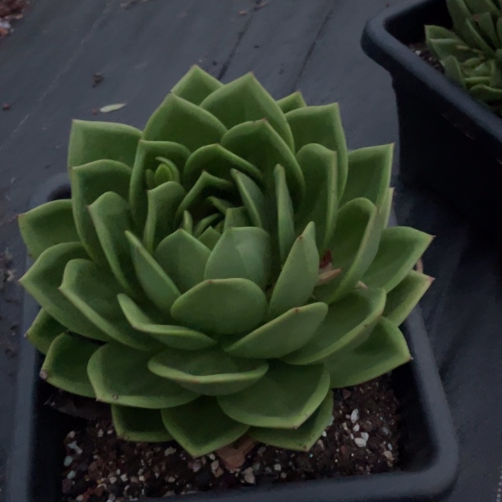 翠花一物一拍多肉