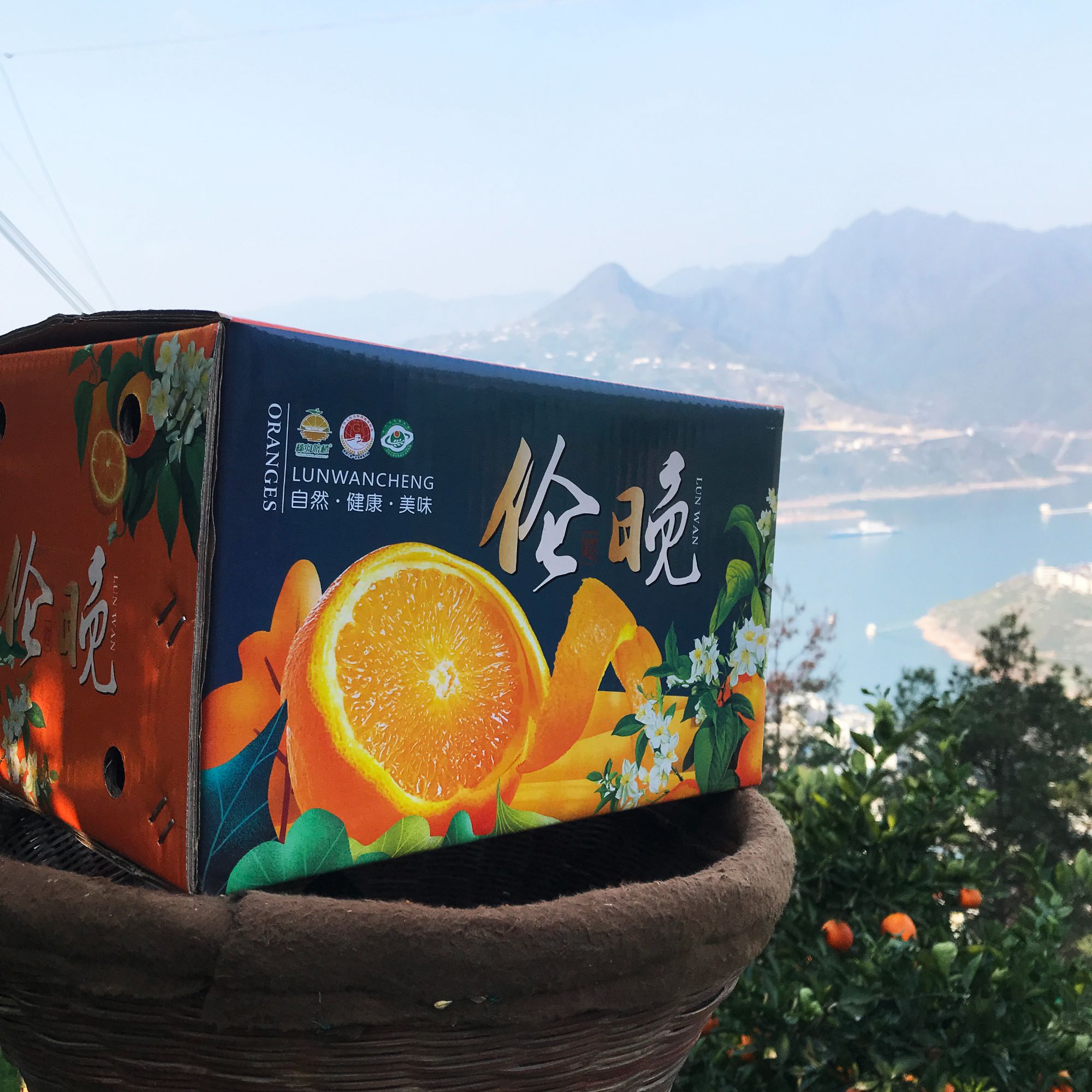 秭归伦晚脐橙，普快包邮，当季现摘鲜果