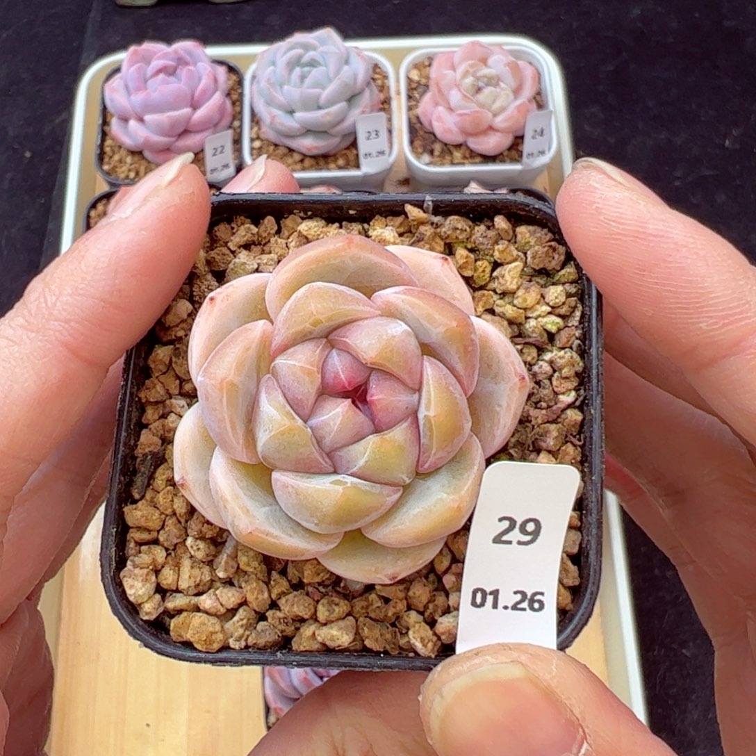 太妃、糖29、哈哈哈哈