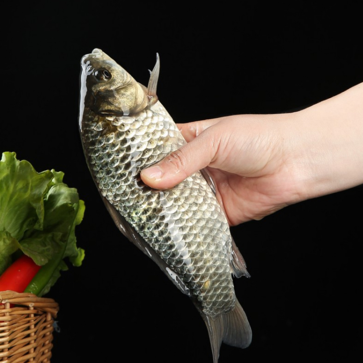 顺丰包邮库区野生鲫鱼新鲜活鱼现发炖汤首选老少皆宜