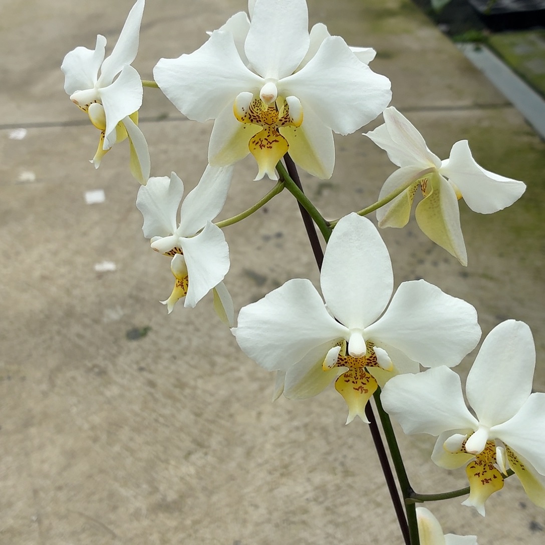 当前无花朵，栽培后可花朵A265yss1189