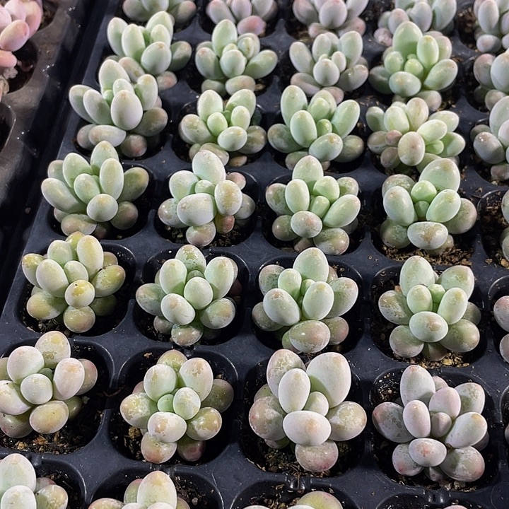 小汤圆1元带土发货