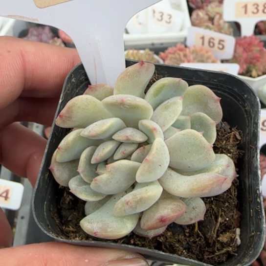 166红恋缀一物一拍多肉