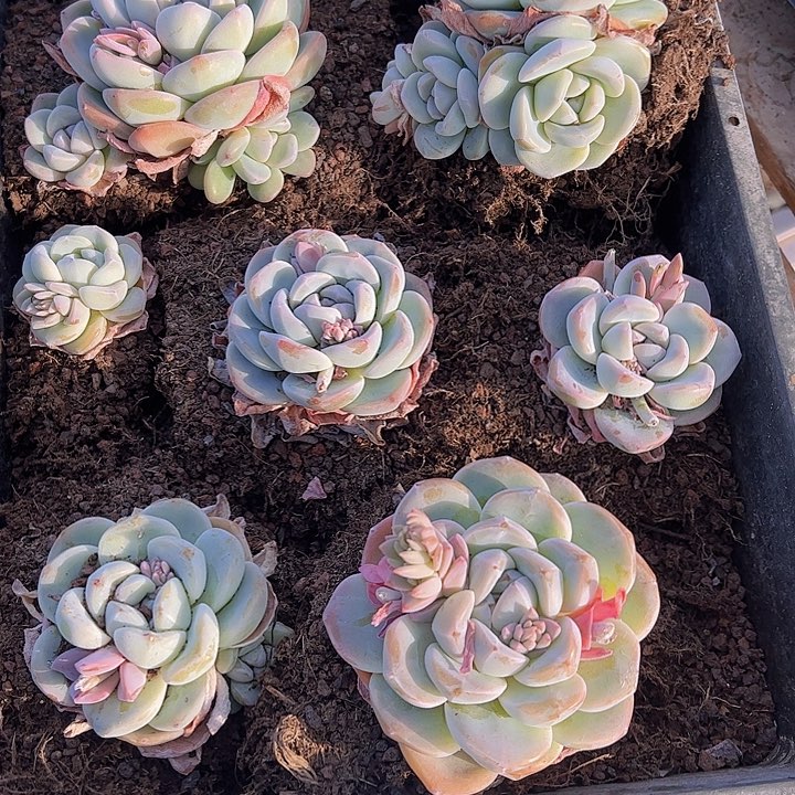 直播福利一物一拍31