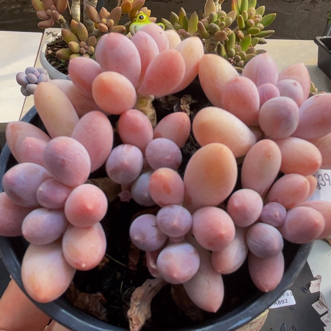 922/8cm香水手指多肉植物