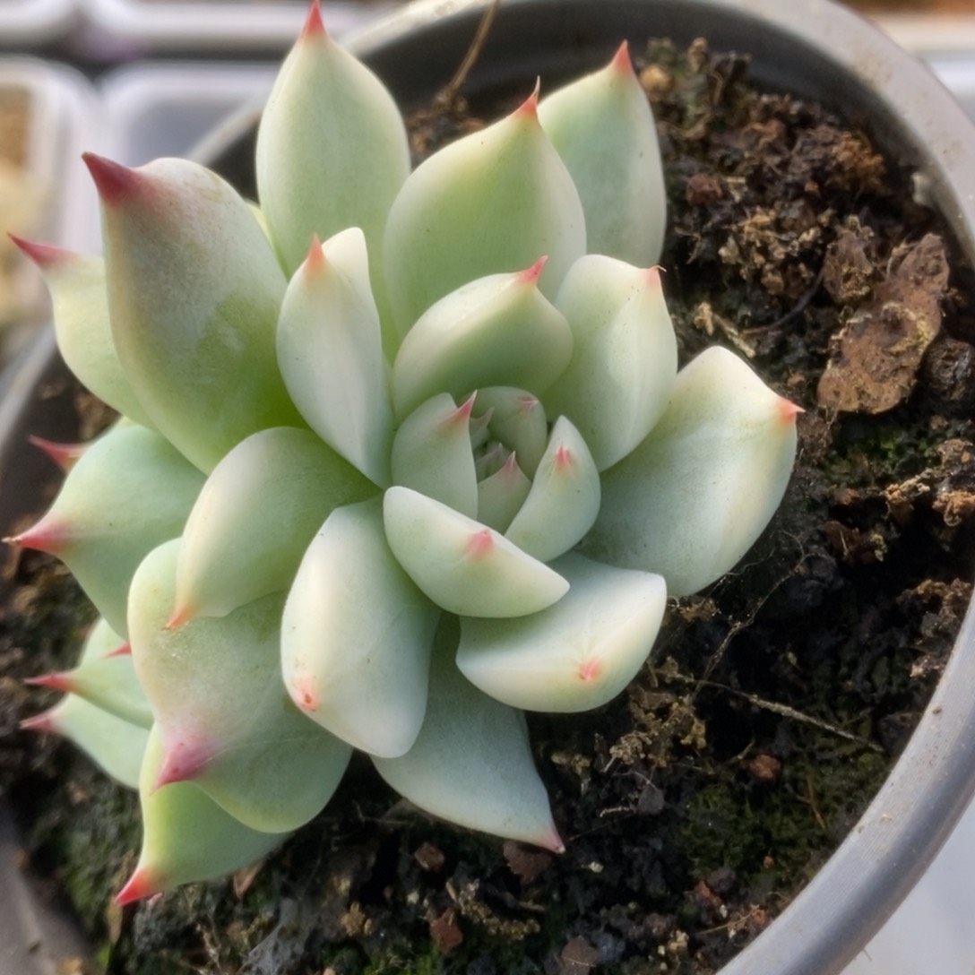 036锦锦锦锦锦锦锦锦锦