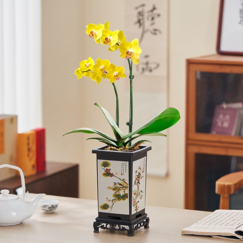 蝴蝶兰〈金皇后〉单株不带盆，只发山东省内