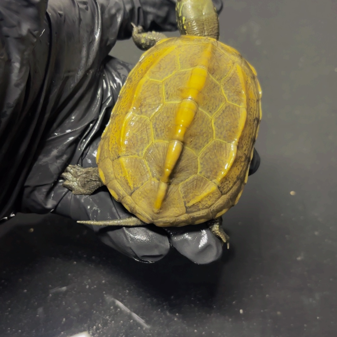 中华花龟母极品江西田黄