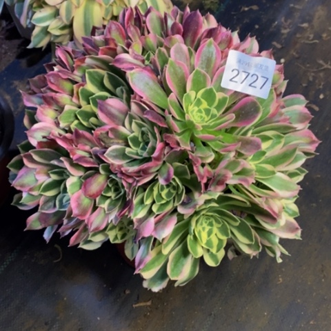 白凤多肉植物2727