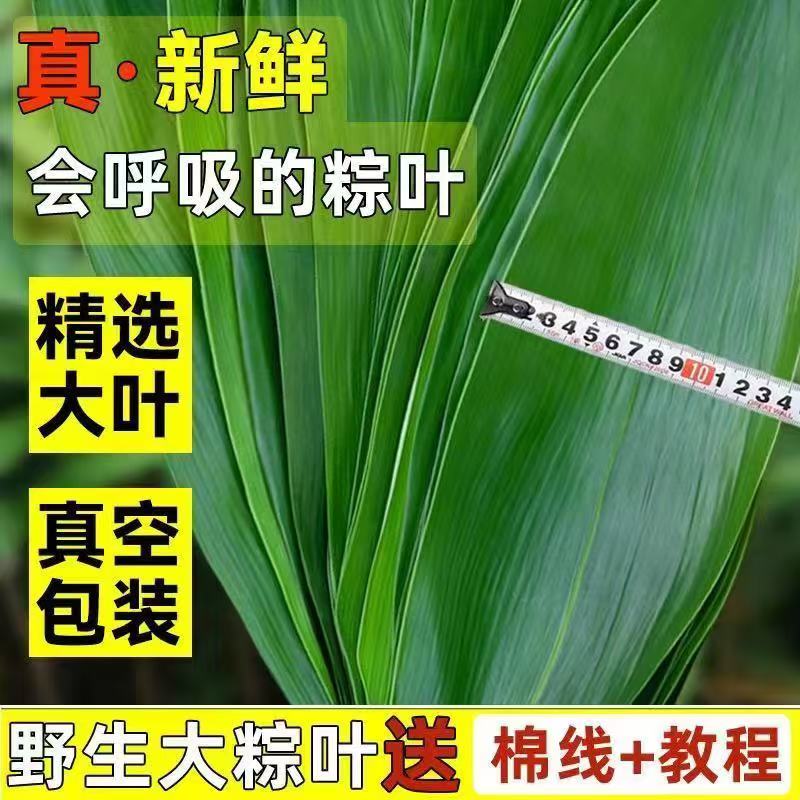 粽叶新鲜农家野生箬叶特大号粽子叶真空家包装端午包粽子叶子20g