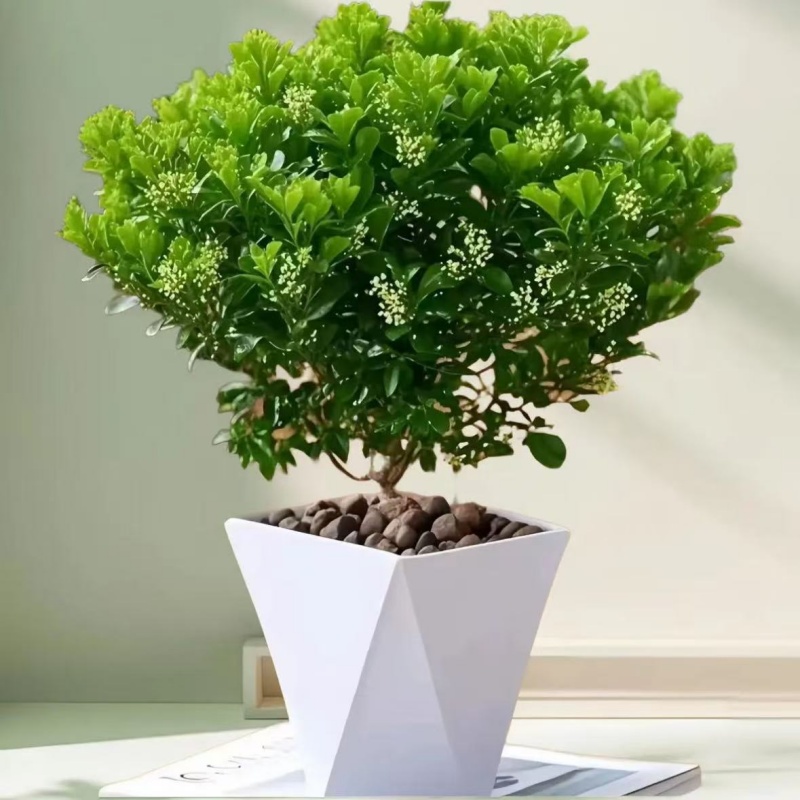 【送白色盆】香水米兰开花飘香好养懒人绿植盆栽适合室内外阳台飘窗