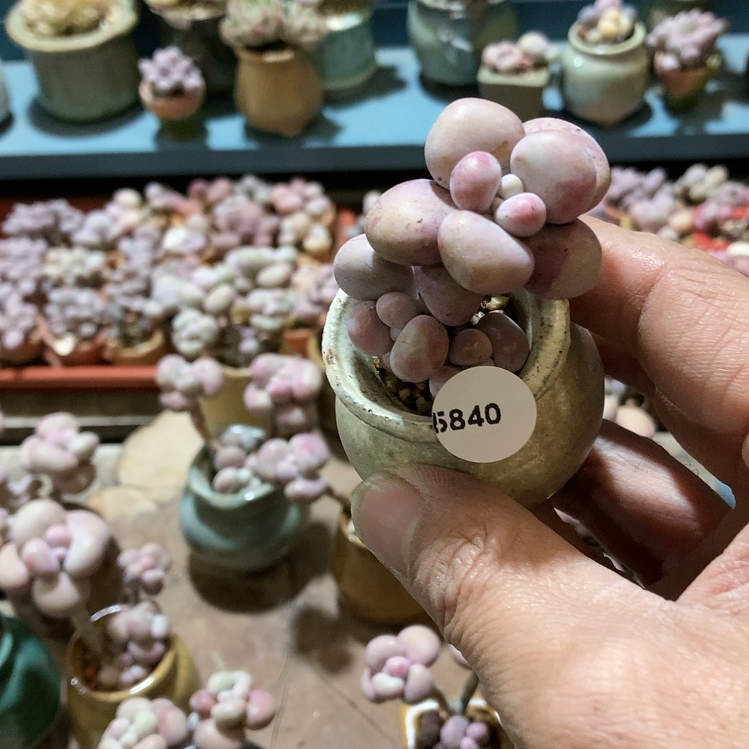 木*5840腰子桃蛋19.9带盆