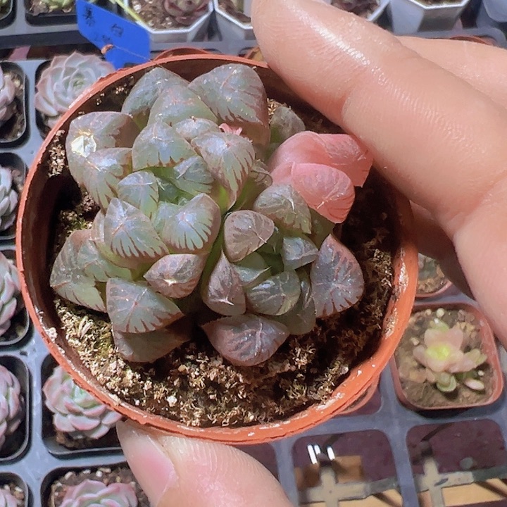 姬玉露精品多肉植物