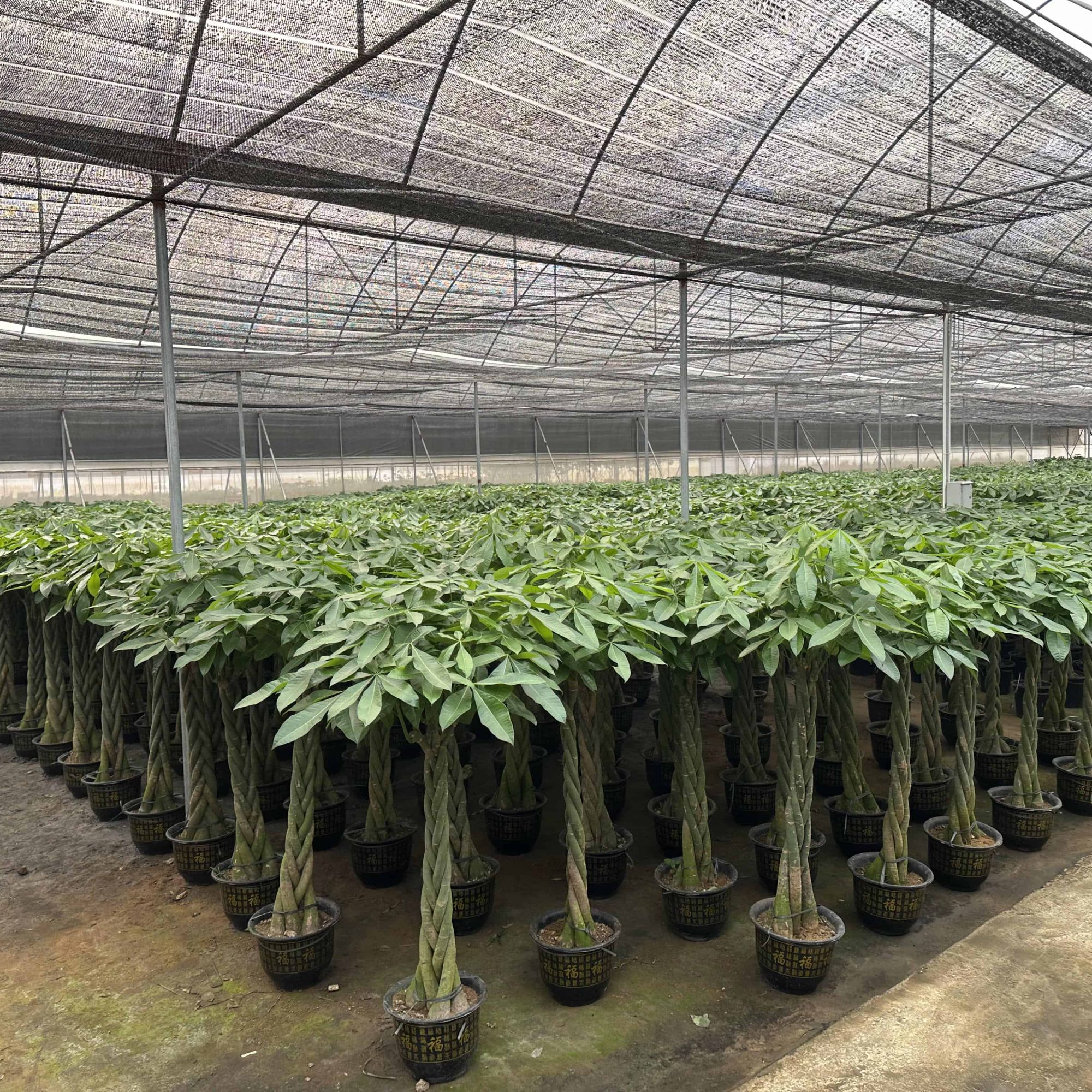 乔迁新居必备发财树盆栽四季常青净化空气观叶植物招财福