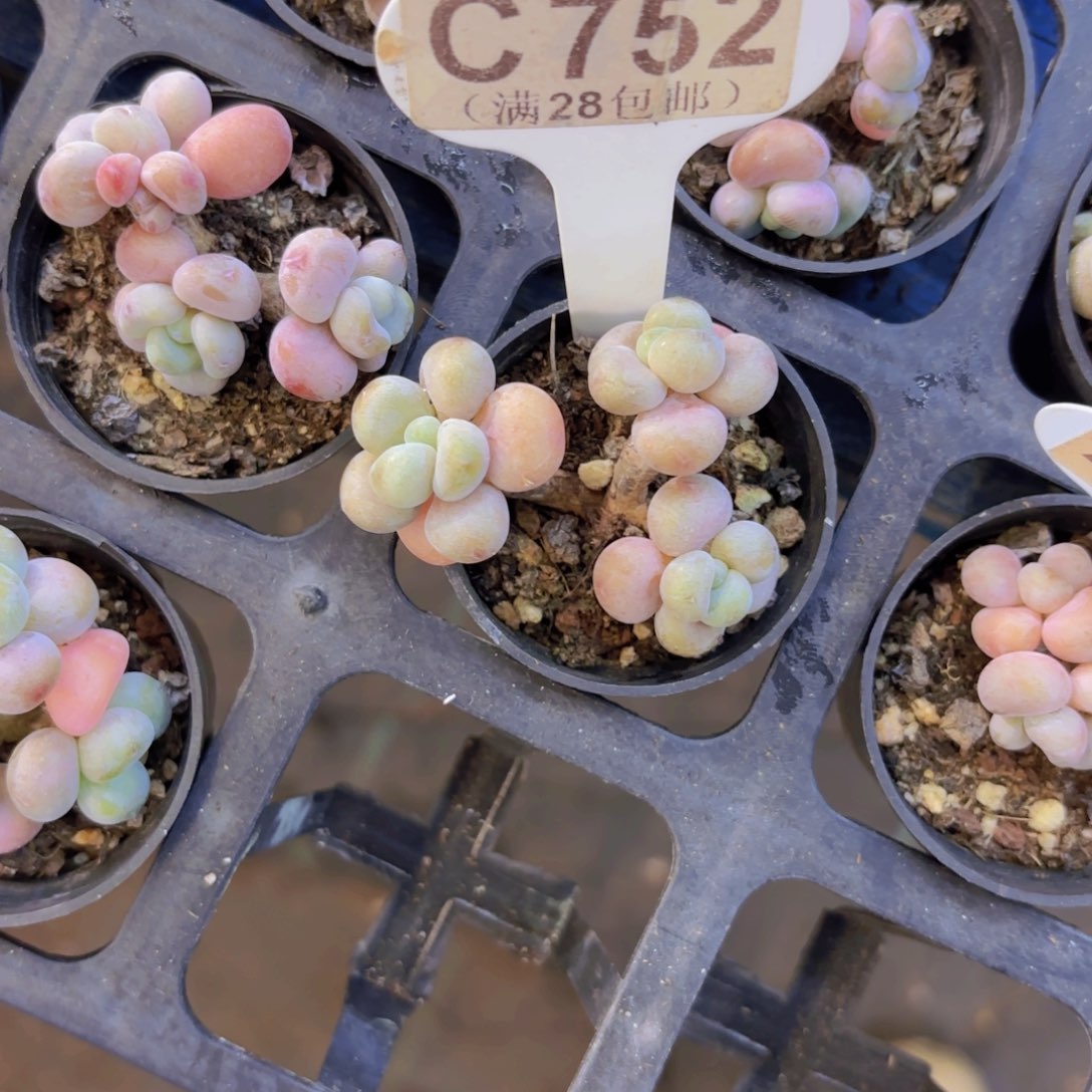 C752洛神一物一拍