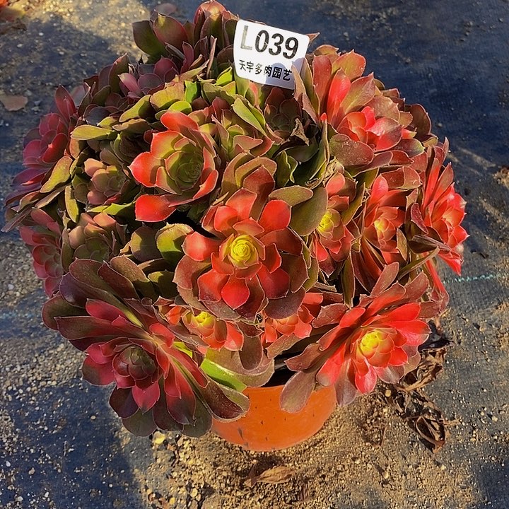 多肉雅典娜039多头