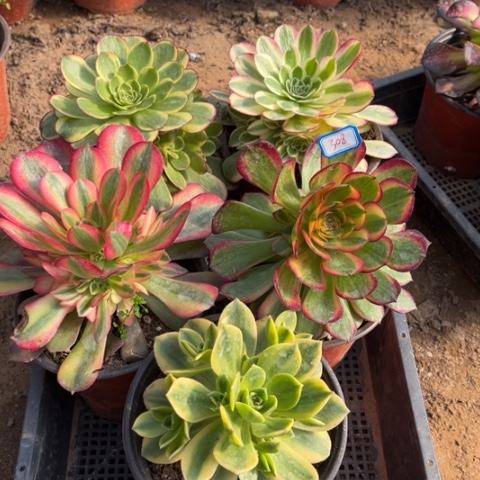 308多肉植物组合