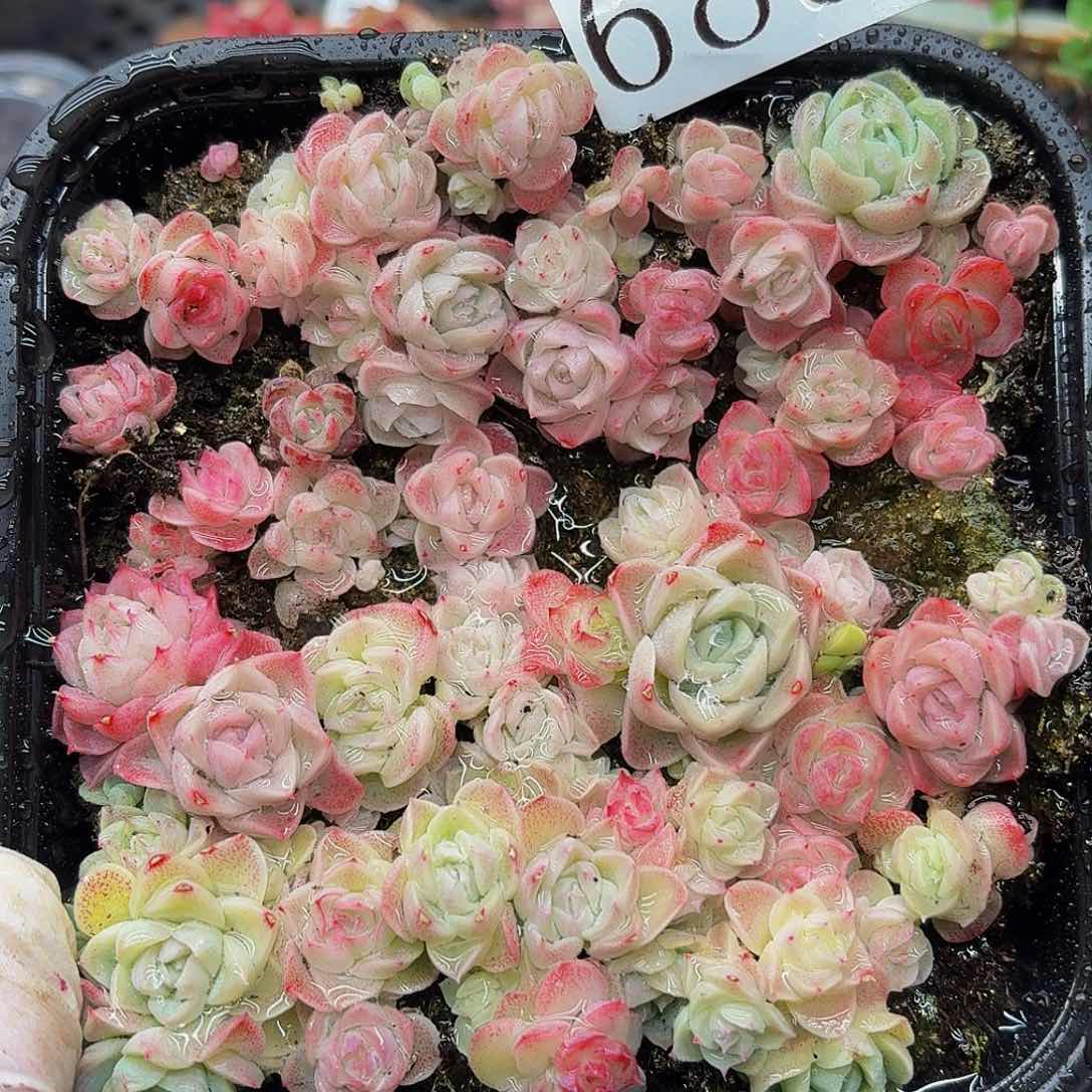 多肉植物多肉植物680