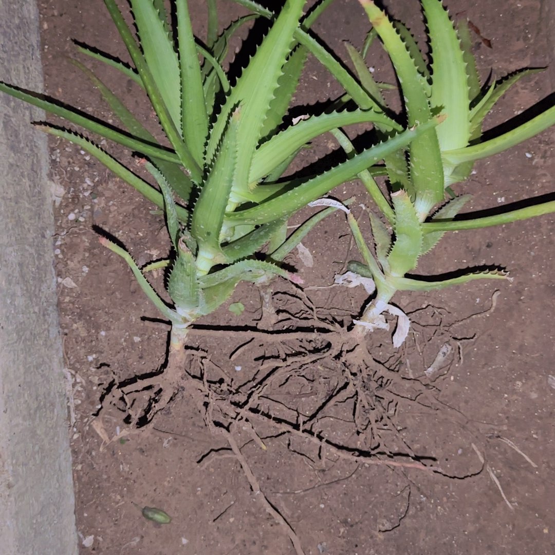 块根植物块根植物