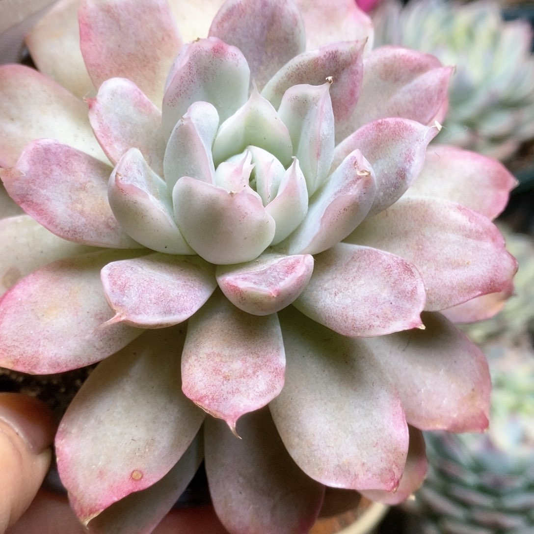 017辛普森锦锦锦锦锦锦