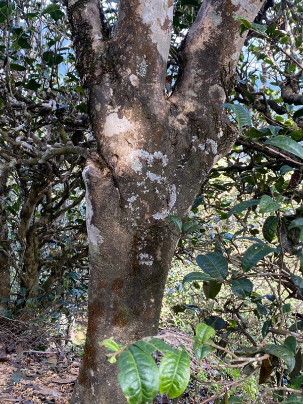 【不支持退换】昔归古树 头春古树纯料精品单株 600年以上散料