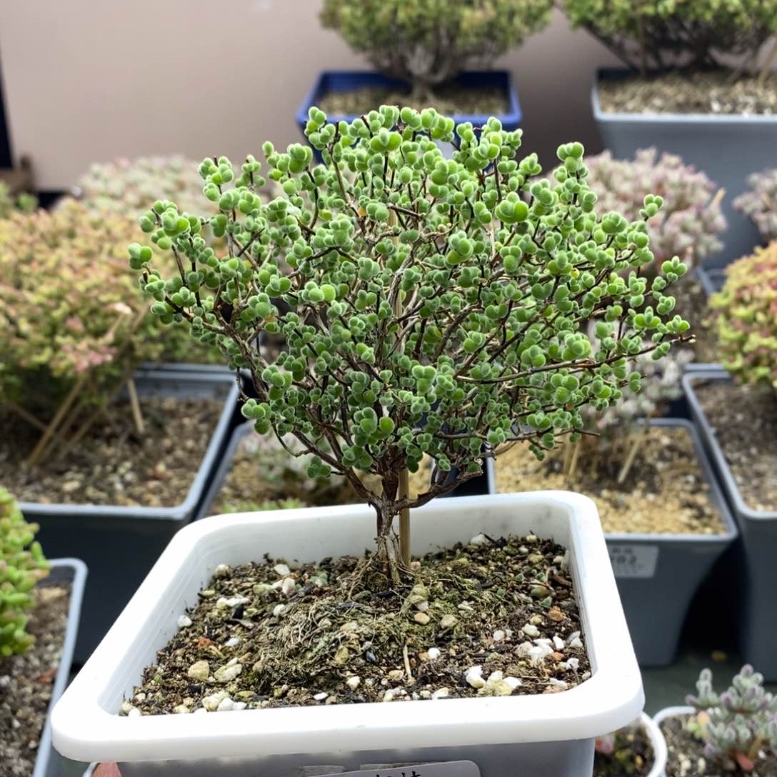 3219实生莱斯枝干番杏